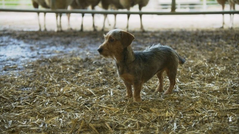 拖拉机泰德 - 动画资源画廊第3张