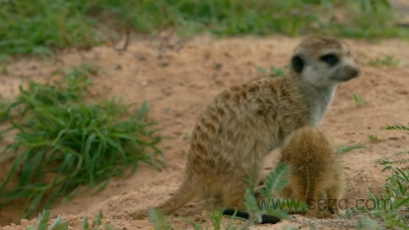非洲原野育成记 - 动画资源画廊第2张