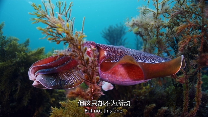 狂野地球 - 动画资源画廊第5张