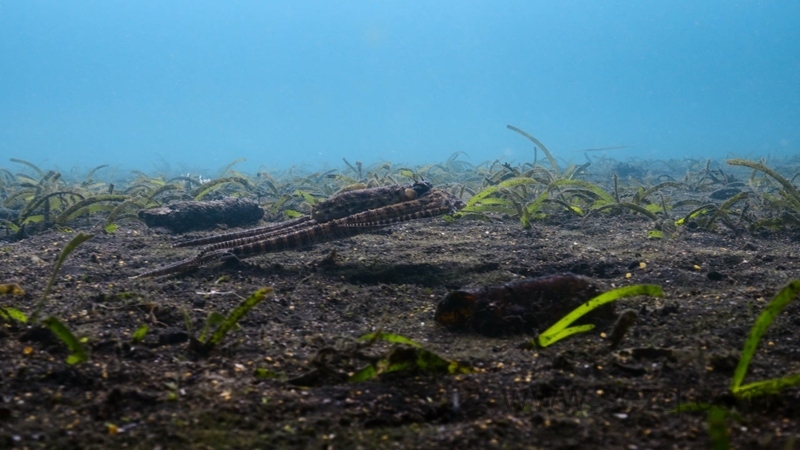 章鱼的秘密 - 动画资源画廊第4张