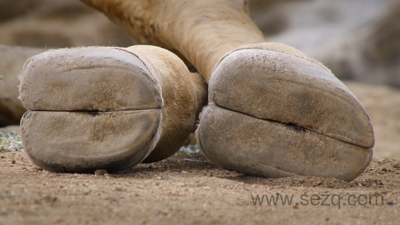 狂野地球 - 动画资源画廊第9张