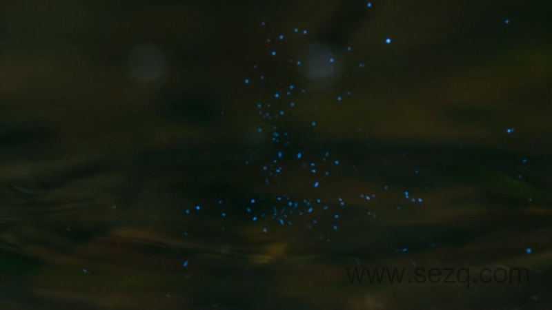 我们的生物世界 - 动画资源画廊第8张