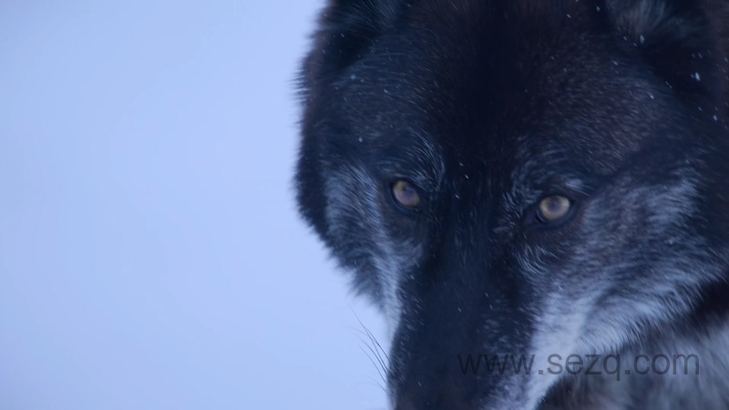我们的生物世界 - 动画资源画廊第3张
