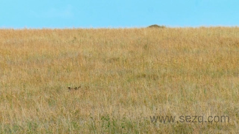 非洲原野育成记 - 动画资源画廊第8张