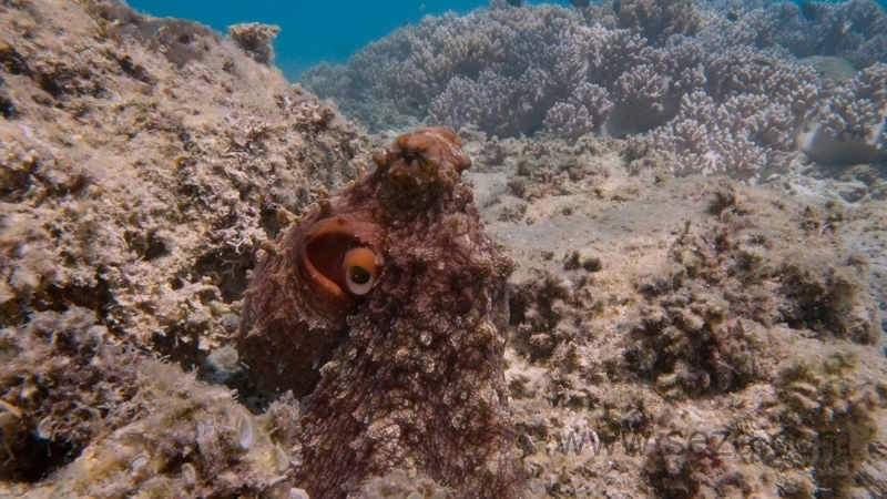 章鱼的秘密 - 动画资源画廊第2张