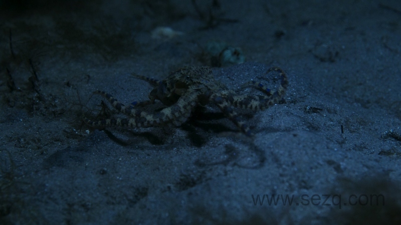 章鱼的秘密 - 动画资源画廊第8张