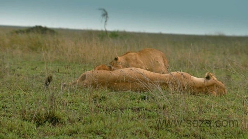 非洲原野育成记 - 动画资源画廊第6张