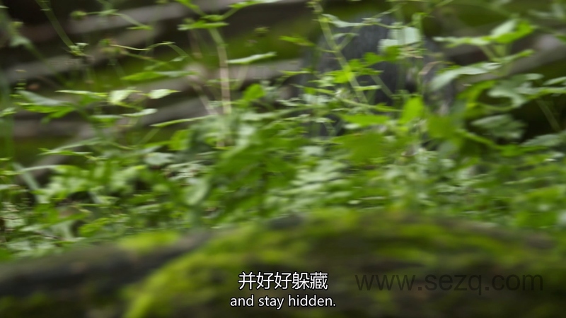 狂野地球 - 动画资源画廊第3张