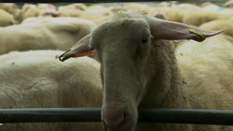 拖拉机泰德 - 动画资源画廊第7张