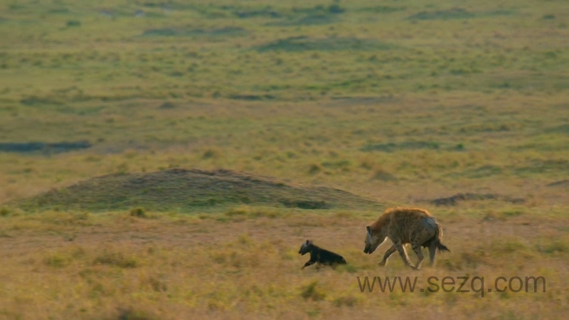 非洲原野育成记 - 动画资源画廊第9张