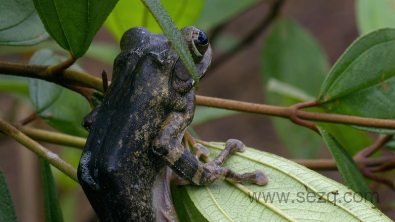 狂野地球 - 动画资源画廊第2张