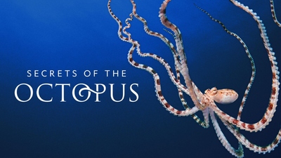 BBC纪录片《章鱼的秘密 Secrets of the Octopus》第一季 英语+多国字幕(含中文) 全3集MKV下载 - 少儿专区