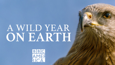 BBC纪录片《狂野地球 A Wild Year on Earth》第一季 国英双语中英双字 全6集MKV下载 - 少儿专区