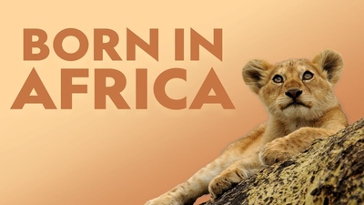 BBC纪录片《非洲原野育成记 BornInAfrica》第一季 多国语言多国字幕 全3集MKV下载 - 少儿专区