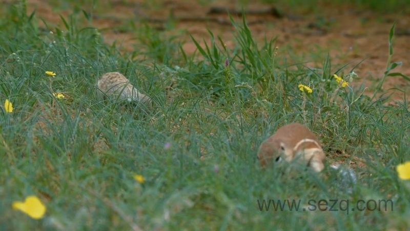非洲原野育成记 - 动画资源画廊第7张