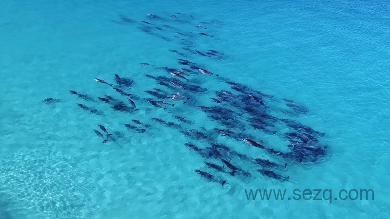 狂野地球 - 动画资源画廊第6张