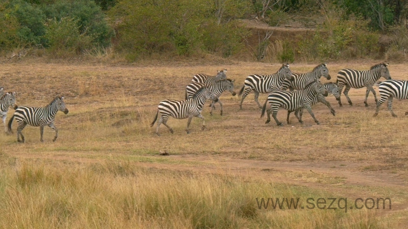 非洲原野育成记 - 动画资源画廊第4张