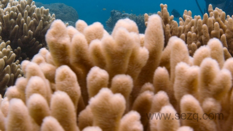 章鱼的秘密 - 动画资源画廊第7张