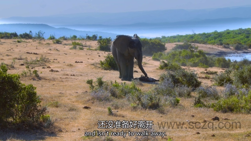 狂野地球 - 动画资源画廊第7张
