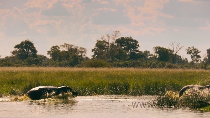 我们的生物世界 - 动画资源画廊第7张