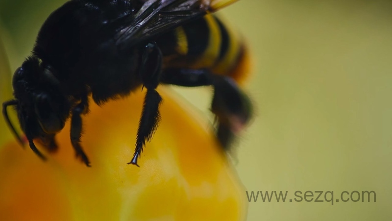 我们的生物世界 - 动画资源画廊第9张