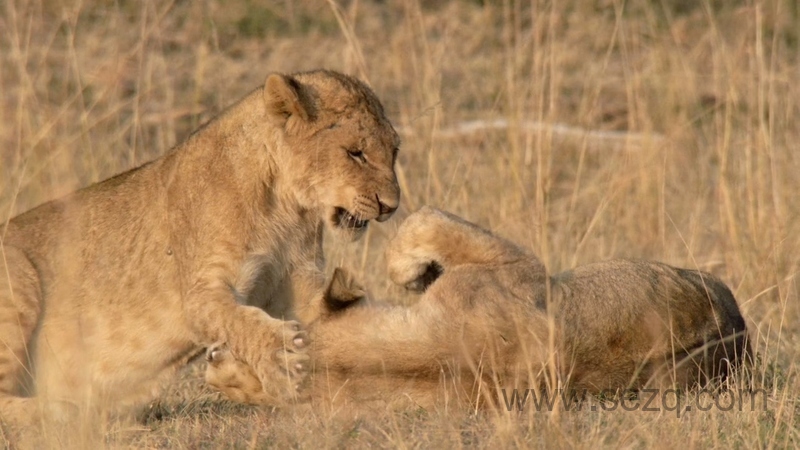 非洲原野育成记 - 动画资源画廊第3张