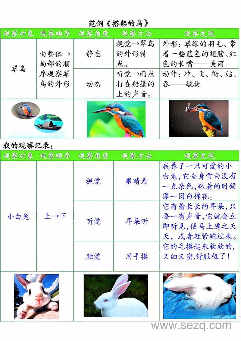 三年级上册语文第五单元观察记录单（含空白及答案） - 文档资源第3张