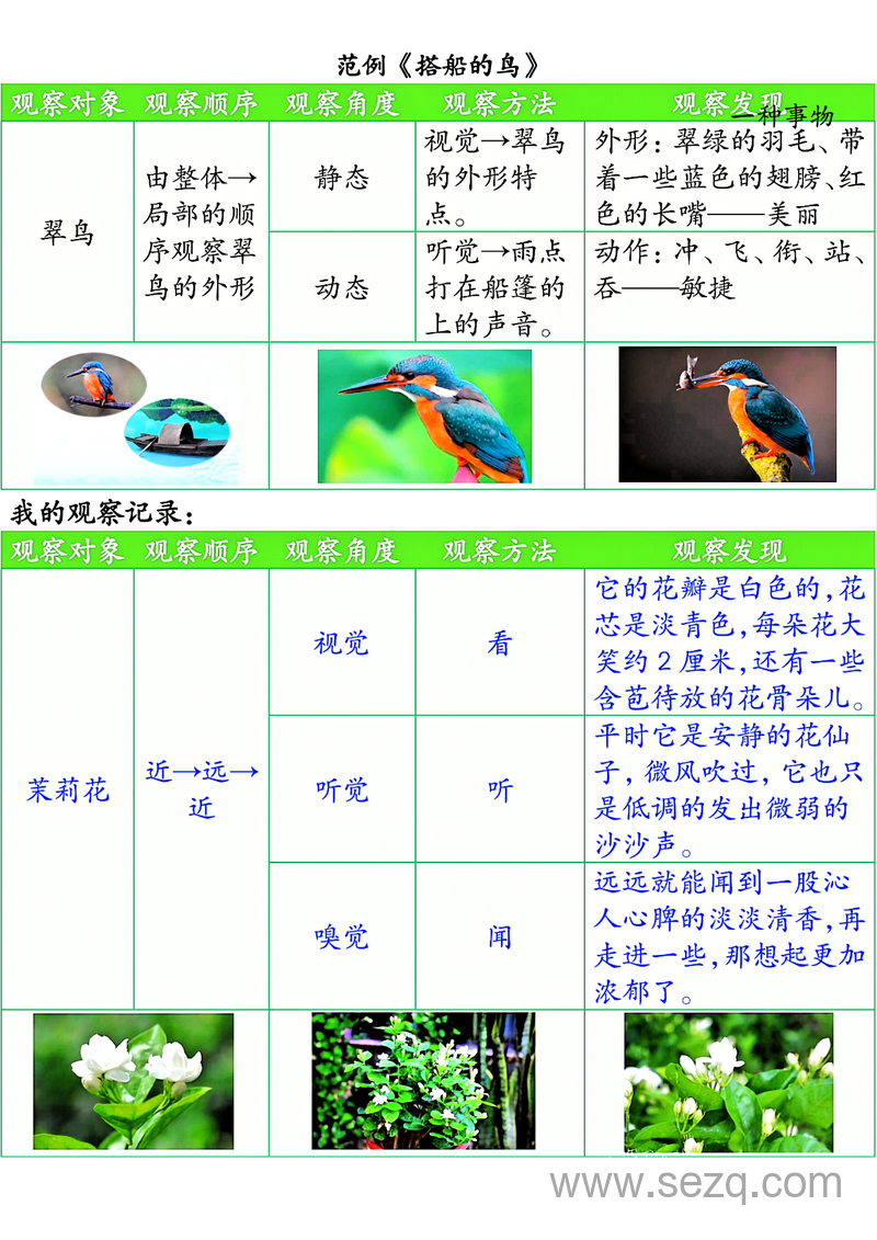 2025年新版三年级上册语文第五单元观察记录单（空白含答案） - 文档资源第2张