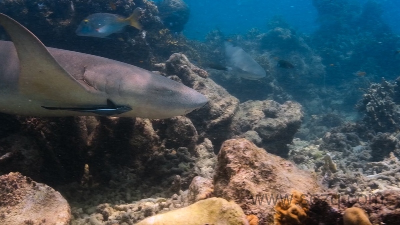 章鱼的秘密 - 动画资源画廊第6张