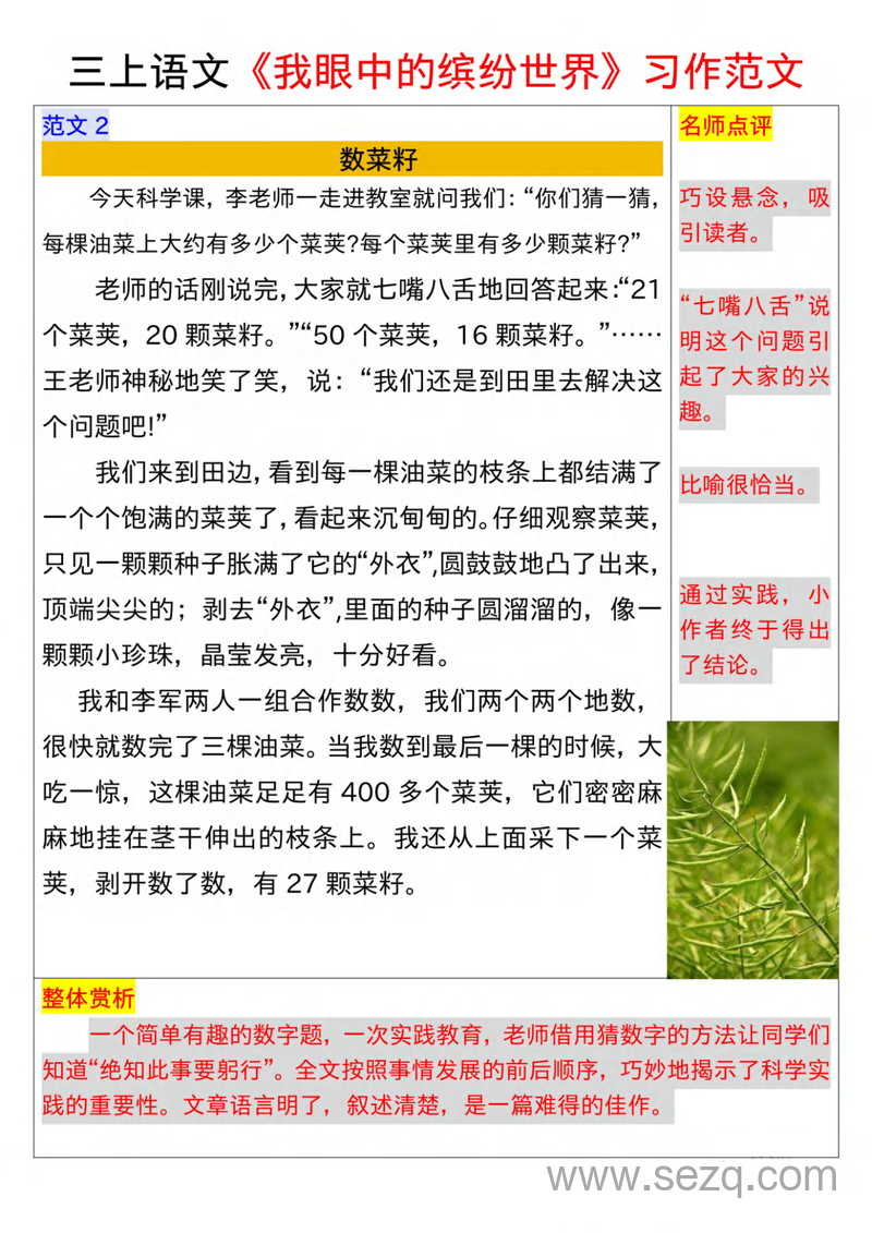 三年级上册语文第五单元习作范文10篇（我眼中的缤纷世界） - 文档资源第3张