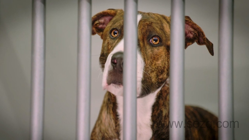 狗狗学院 - 动画资源画廊第8张