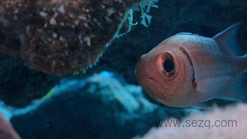 章鱼的秘密 - 动画资源画廊第3张