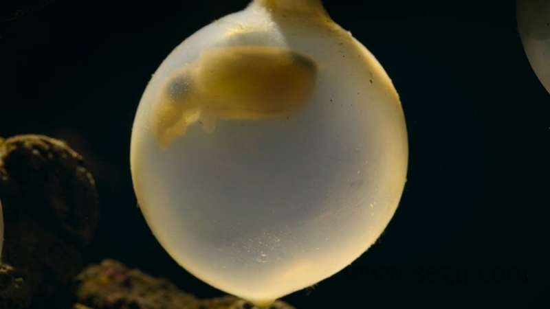 我们的生物世界 - 动画资源画廊第5张