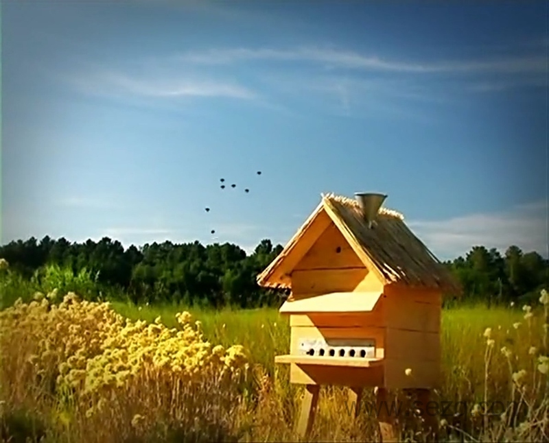 微观小世界 - 动画资源画廊第2张