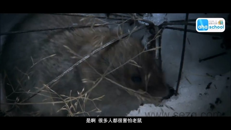 动物大迁徙 - 动画资源画廊第5张