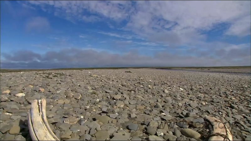 野性俄罗斯 - 动画资源画廊第6张