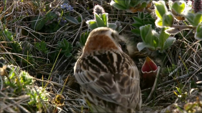 野性俄罗斯 - 动画资源画廊第7张