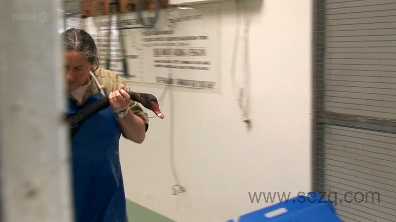 企鹅岛 - 动画资源画廊第8张