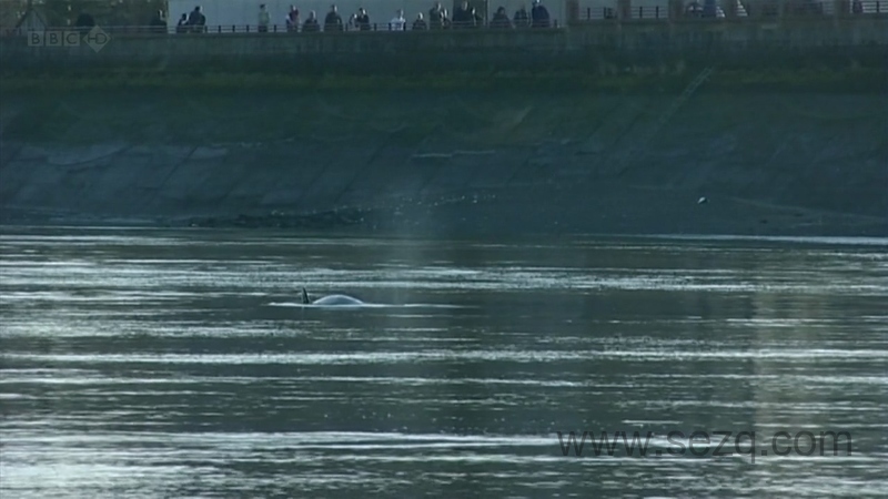 自然界最怪异的事件 - 动画资源画廊第3张