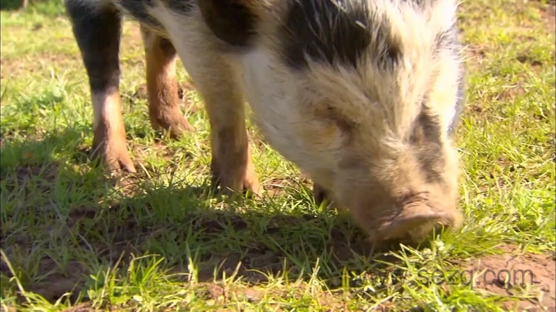 我的宠物和我 - 动画资源画廊第3张