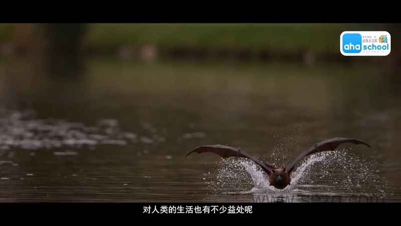 动物大迁徙 - 动画资源画廊第7张