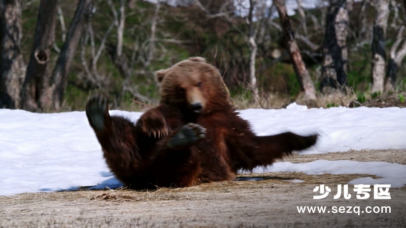如果我是一只动物 - 动画资源画廊第9张