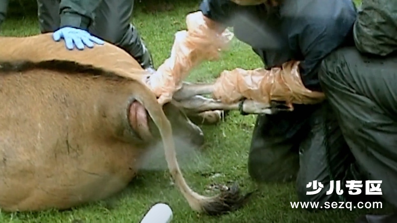 动物的母性 - 动画资源画廊第8张