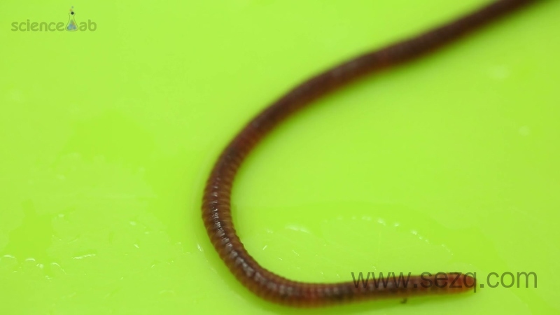 芝麻爱科学 - 动画资源画廊第7张