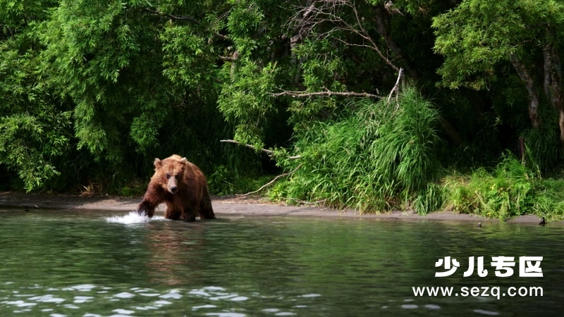 如果我是一只动物 - 动画资源画廊第2张