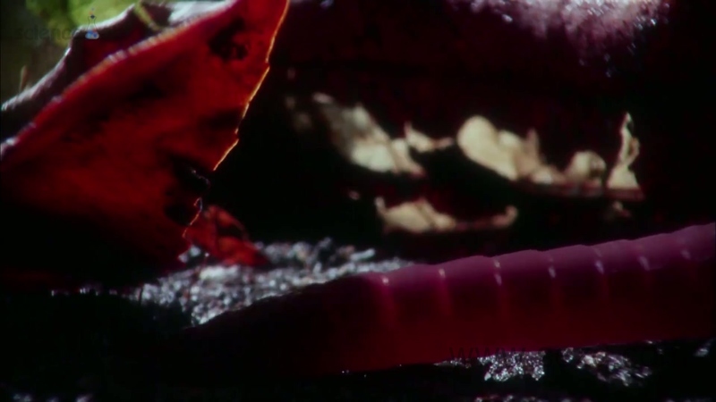 芝麻爱科学 - 动画资源画廊第3张