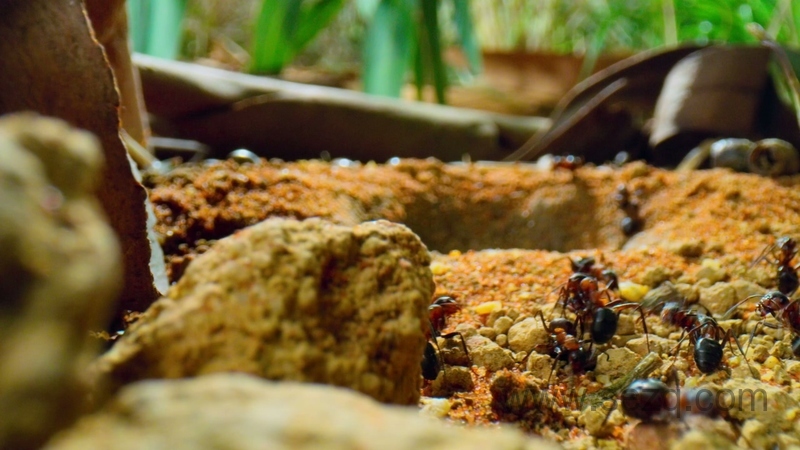 小小世界 - 动画资源画廊第4张