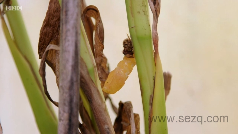 你知道吗？ - 动画资源画廊第9张