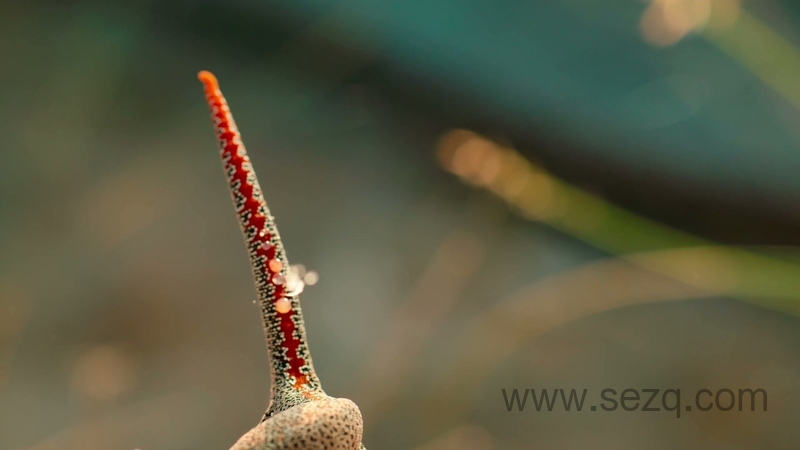 小小世界 - 动画资源画廊第2张