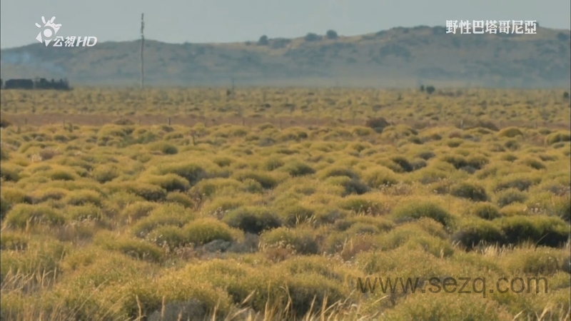 野性巴塔哥尼亚 - 动画资源画廊第2张